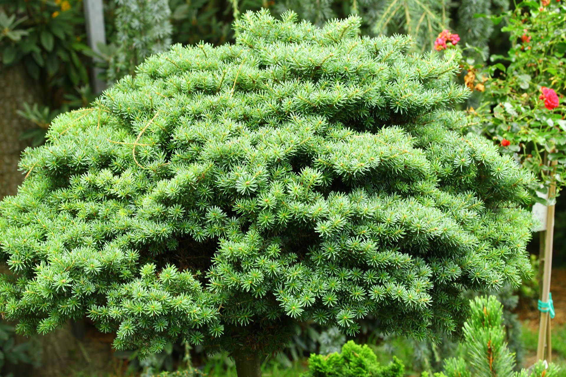 Abies koreana 